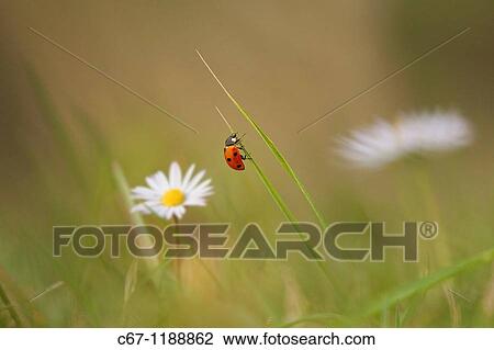 Seven-spot Ladybird Coccinella -punctata View Large Photo Image Stock Image - Seven-spot Ladybird Coccinella -punctata. Fotosearch