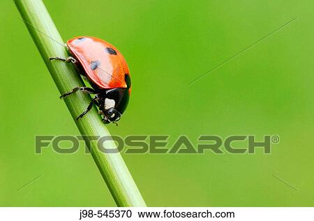 Seven-spot Ladybird (Coccinella septempunctata). Bavaria, Germany, Europe. View Large Photo Image Stock Image - Seven-spot Ladybird (Coccinella septempunctata). Bavaria, Germany, Europe.. Fotosearch
