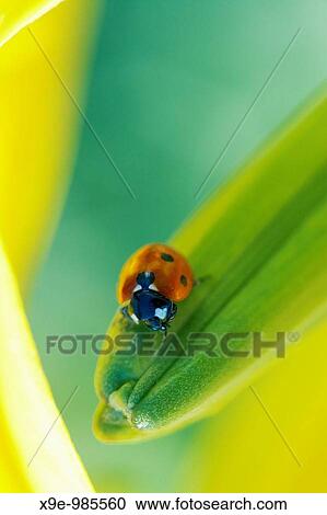 Seven-spot Ladybird Coccinella septempunctata Western Ukraine View Large Photo Image Stock Image - Seven-spot Ladybird Coccinella septempunctata Western Ukraine. Fotosearch