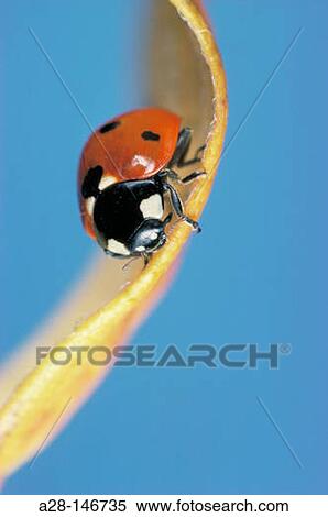 Stock Photography - Seven-spot ladybird (Coccinella septempunctata). Fotosearch