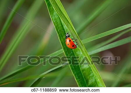 Seven-spot Ladybirds Coccinella -punctata View Large Photo Image Stock Photo - Seven-spot Ladybirds Coccinella -punctata. Fotosearch
