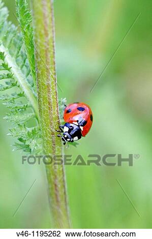 Seven-spotted Ladybird Beetle, Beetle on stem of an umbellifer Seven-spot ladybird, coccinella septempunctata head on shot View Large Photo Image Stock Image - Seven-spotted Ladybird Beetle, Beetle on stem of an umbellifer Seven-spot ladybird, coccinella septempunctata head on shot. Fotosearch