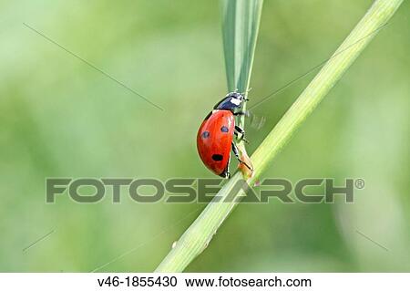Seven-spotted Ladybird Beetle, Beetle, coccinella septempunctata climbs plant Side view View Large Photo Image Stock Image - Seven-spotted Ladybird Beetle, Beetle, coccinella septempunctata climbs plant Side view. Fotosearch
