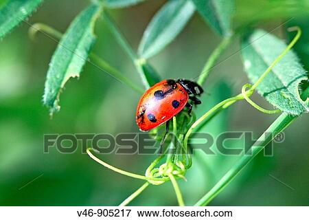 Seven-spotted Ladybird Beetle, Beetle with damaged wings on a branch coccinella septempunctata View Large Photo Image Stock Photo - Seven-spotted Ladybird Beetle, Beetle with damaged wings on a branch coccinella septempunctata. Fotosearch