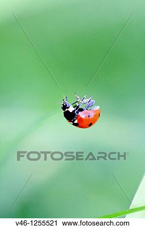 Seven-spotted ladybird Beetle, coccinella septempunctata hanging on an invisible thread The beetle is clinging to a very fine thread that is invisble to the camera lens View Large Photo Image Stock Image - Seven-spotted ladybird Beetle, coccinella septempunctata hanging on an invisible thread The beetle is clinging to a very fine thread that is invisble to the camera lens. Fotosearch