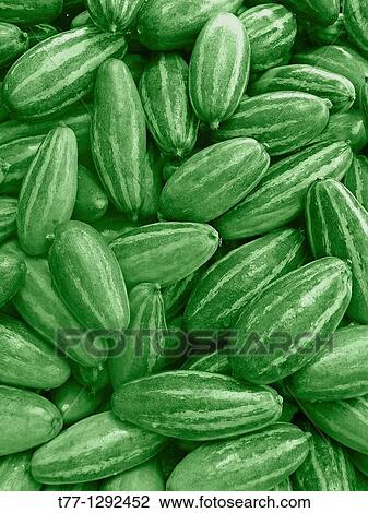 Seven Striped pear gourds (Parwal) at street market. Indore, Madhya Pradesh, India. View Large Photo Image Stock Image - Seven Striped pear gourds (Parwal) at street market. Indore, Madhya Pradesh, India.. Fotosearch