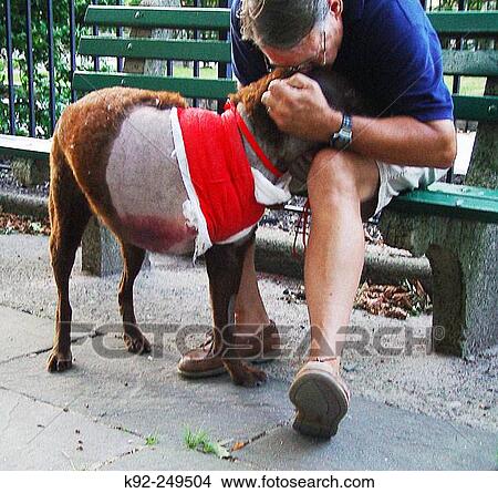 Picture - Seven-year-old Chesapeake Bay Retriever the day after its leg was amputated with its owner. Fotosearch