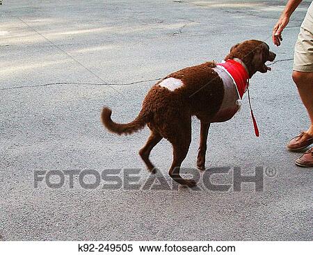 Stock Photography - Seven-year-old Chesapeake Bay Retriever the day after its leg was amputated with its owner. Fotosearch