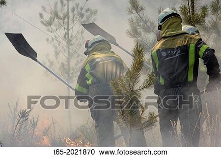 several brigade put out the fire with shovels in a bushfire in a forest of Galicia View Large Photo Image Stock Image - several brigade put out the fire with shovels in a bushfire in a forest of Galicia. Fotosearch