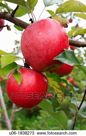 several cortland apples on an apple tree View Large Photo Image Stock Image - several cortland apples on an apple tree. Fotosearch