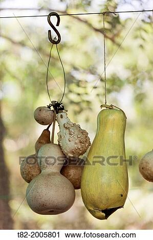 several hanging gourds for seed recovery, Jerez de la rontera, Cadiz, Andalucia, Spain, Europe View Large Photo Image Stock Image - several hanging gourds for seed recovery, Jerez de la rontera, Cadiz, Andalucia, Spain, Europe. Fotosearch