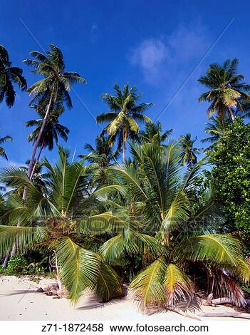 Seychelles, La Digue, Anse Union, beach, View Large Photo Image Stock Photo - Seychelles, La Digue, Anse Union, beach,. Fotosearch