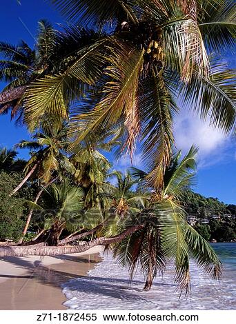 Stock Photography - Seychelles, Mah?, Anse Gaulettes, beach,. Fotosearch