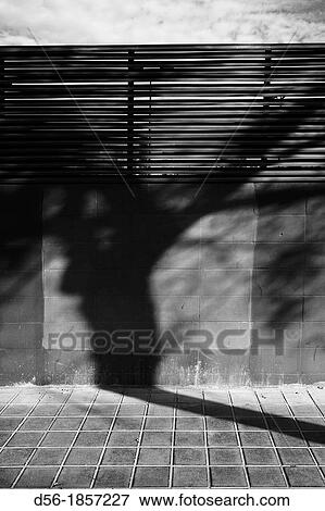 Shadow of a tree on a wall, Valencia, Spain View Large Photo Image Stock Photo - Shadow of a tree on a wall, Valencia, Spain. Fotosearch