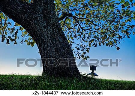 Shady tree and bird house at dusk, Delaware, USA View Large Photo Image Stock Photo - Shady tree and bird house at dusk, Delaware, USA. Fotosearch