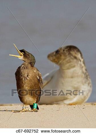 Shag, Phalacrocorax aristotelis, & Common Seals, Wells, Norfolk View Large Photo Image Stock Image - Shag, Phalacrocorax aristotelis, & Common Seals, Wells, Norfolk. Fotosearch