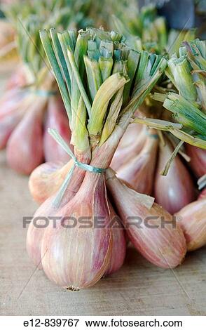Shallots in the Sunday farmer's market in Place Saint-Aubin, Toulouse. Haute-Garonne, Midi-Pyrenees, France View Large Photo Image Stock Photo - Shallots in the Sunday farmer's market in Place Saint-Aubin, Toulouse. Haute-Garonne, Midi-Pyrenees, France. Fotosearch