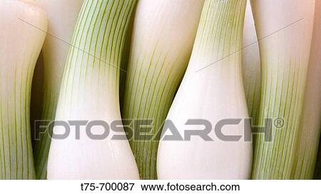 Shallots View Large Photo Image Stock Photo - Shallots. Fotosearch