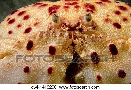 Shamefaced Crab (Calappa granulata), Eastern Atlantic, Galicia, Spain View Large Photo Image Stock Image - Shamefaced Crab (Calappa granulata), Eastern Atlantic, Galicia, Spain. Fotosearch