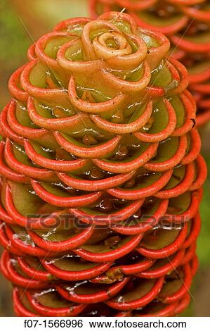 Stock Photograph - Shampoo ginger Zingiber zerumbet - Costa Rica - native to Asia - naturalized in Costa Rica and elsewhere in the tropics - has food and medicinal uses. Fotosearch