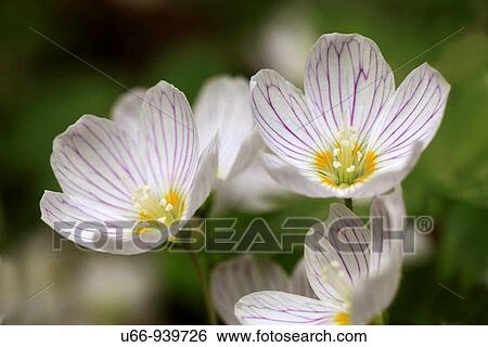 Stock Photograph - Shamrock, Sweden. Fotosearch