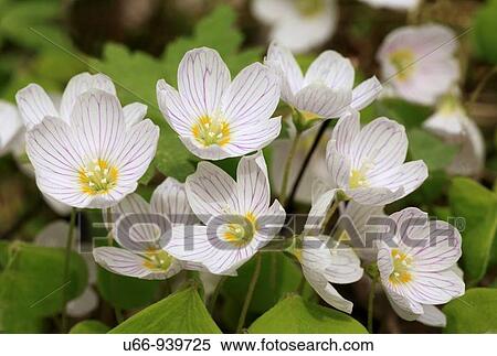 Shamrock, Sweden View Large Photo Image Stock Photography - Shamrock, Sweden. Fotosearch