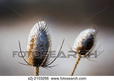 Shanksville, Pennsylvania - Teasel (Dipsacus), coated with ice after a winter storm. View Large Photo Image Stock Photograph - Shanksville, Pennsylvania - Teasel (Dipsacus), coated with ice after a winter storm.. Fotosearch