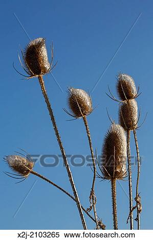 Shanksville, Pennsylvania - Teasel (Dipsacus), coated with ice after a winter storm. View Large Photo Image Stock Photography - Shanksville, Pennsylvania - Teasel (Dipsacus), coated with ice after a winter storm.. Fotosearch