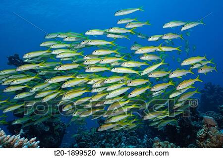 Shaol of Yellowfin Goatfish, Mulloidichthys vanicolensis, Shaab Claudio, Red Sea, Egypt View Large Photo Image Stock Image - Shaol of Yellowfin Goatfish, Mulloidichthys vanicolensis, Shaab Claudio, Red Sea, Egypt. Fotosearch