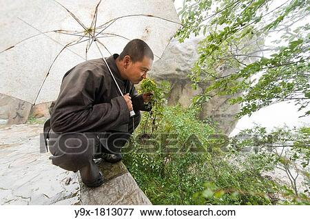 Shaolin Monk Shi De Jian examining vegetation at the San Huang Zhai Monastery on the Song Mountain, China View Large Photo Image Stock Photo - Shaolin Monk Shi De Jian examining vegetation at the San Huang Zhai Monastery on the Song Mountain, China. Fotosearch