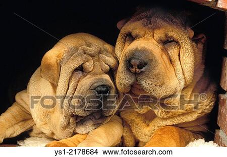 Shar Pei Dog, Mother and Pup. View Large Photo Image Picture - Shar Pei Dog, Mother and Pup.. Fotosearch