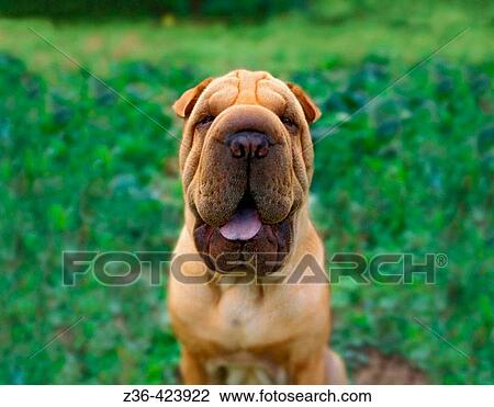 Shar Pei dog portrait View Large Photo Image Stock Image - Shar Pei dog portrait. Fotosearch