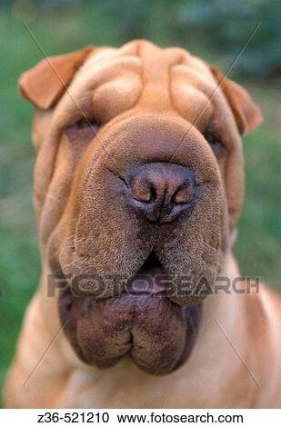 Shar-pei dog portrait View Large Photo Image Stock Image - Shar-pei dog portrait. Fotosearch