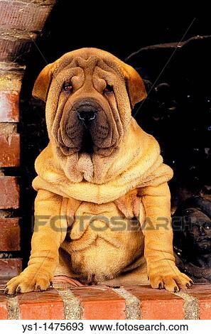 Stock Image - Shar Pei Dog, Pup near Fire Place. Fotosearch