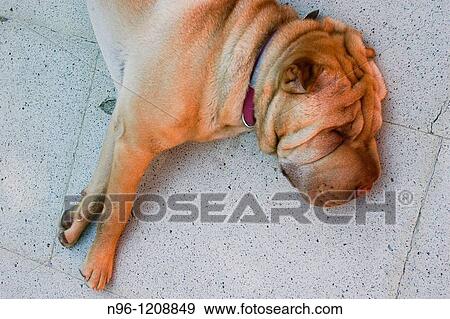 Shar Pei dog View Large Photo Image Stock Photo - Shar Pei dog. Fotosearch