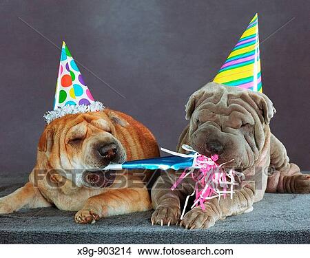 Shar-pei dogs View Large Photo Image Picture - Shar-pei dogs. Fotosearch