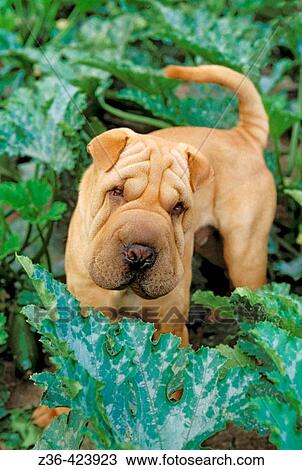Shar Pei portrait dog with cabbage View Large Photo Image Stock Image - Shar Pei portrait dog with cabbage. Fotosearch