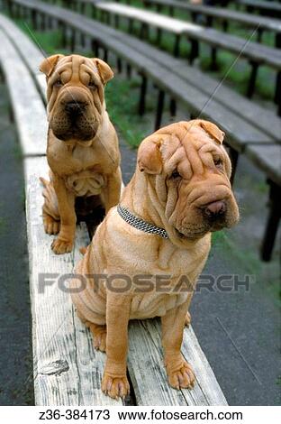 Shar-pei View Large Photo Image Stock Image - Shar-pei. Fotosearch