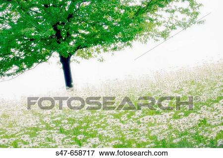 Shasta Daisies and a Tree. Leucanthemum x superbum. May 2007, Maryland, USA View Large Photo Image Stock Photo - Shasta Daisies and a Tree. Leucanthemum x superbum. May 2007, Maryland, USA. Fotosearch