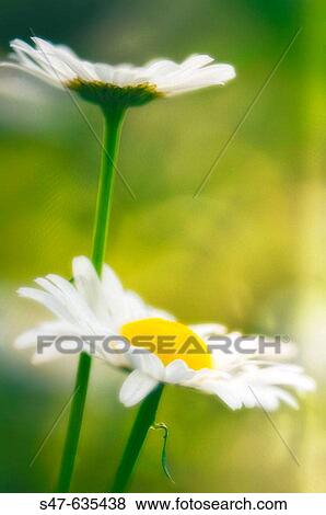Shasta daisies. Leucanthemum x superbum. May 2006. Maryland, USA View Large Photo Image Stock Photo - Shasta daisies. Leucanthemum x superbum. May 2006. Maryland, USA. Fotosearch