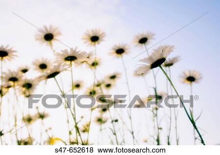 Shasta Daisy Flowers. Leucanthemum x superbum. May 2005, Maryland, USA View Large Photo Image Stock Photo - Shasta Daisy Flowers. Leucanthemum x superbum. May 2005, Maryland, USA. Fotosearch