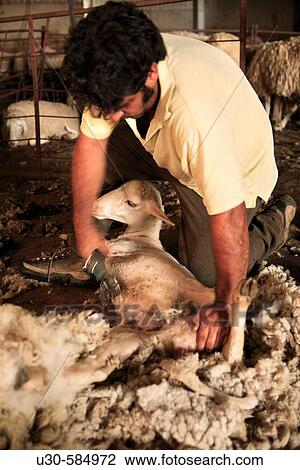 Stock Image - Shearer. Shearing sheep. Salamanca province, Castile-Leon, Spain. Fotosearch