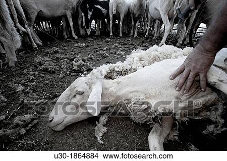 Picture - Shearing a sheep with a electrical scissors in Salamanca province Castilla y Le? n Spain. Fotosearch