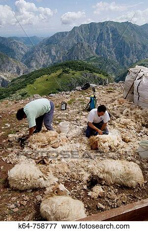 Shearing sheep View Large Photo Image Stock Photo - Shearing sheep. Fotosearch
