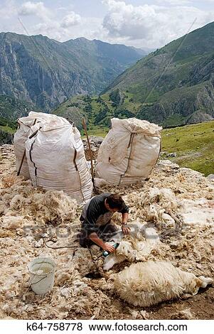 Shearing sheep View Large Photo Image Stock Photo - Shearing sheep. Fotosearch