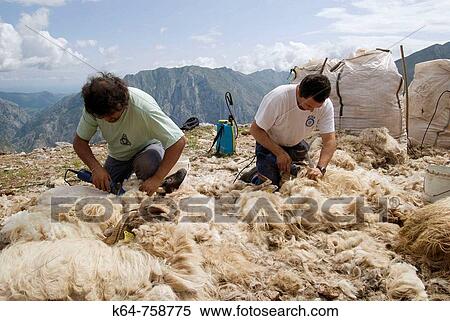 Shearing sheep View Large Photo Image Stock Photography - Shearing sheep. Fotosearch