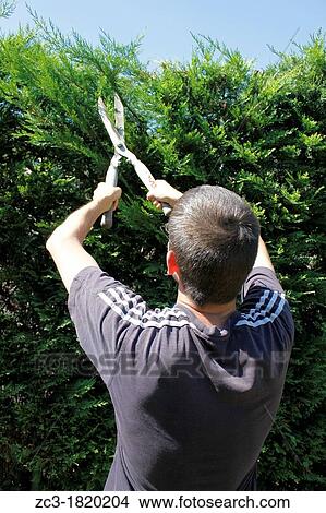 Shears to trim the hedge, Is? re, Rh? ne-Alpes, France. View Large Photo Image Picture - Shears to trim the hedge, Is? re, Rh? ne-Alpes, France.. Fotosearch
