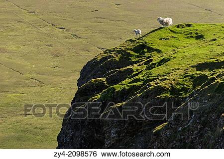 Sheep and cliffs, Hermaness, Shetland isles, Scotland, United kingdon, Europe. View Large Photo Image Stock Photograph - Sheep and cliffs, Hermaness, Shetland isles, Scotland, United kingdon, Europe.. Fotosearch