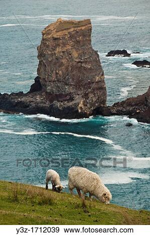 Sheep and lamb grazing, sea arch near Otanarito Bay collapsed after 2011 earthquake, Banks Peninsula, Canterbury View Large Photo Image Stock Photo - Sheep and lamb grazing, sea arch near Otanarito Bay collapsed after 2011 earthquake, Banks Peninsula, Canterbury. Fotosearch