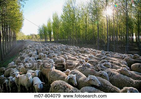 Sheep and river wood in Navarra, Spain View Large Photo Image Stock Photo - Sheep and river wood in Navarra, Spain. Fotosearch